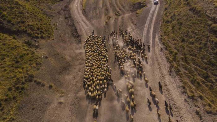 Sürülerin Tozlu Göç Yolculuğu Başladı