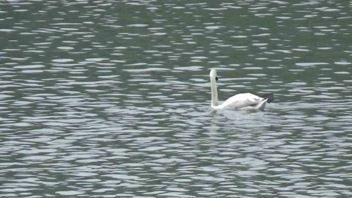Bolu’da İlk Kez Görüntülendi