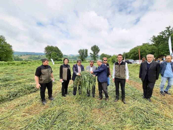 Çan’da Dörtlü Karışım Yem Bitkisi Projesinin Hasadı Başladı
