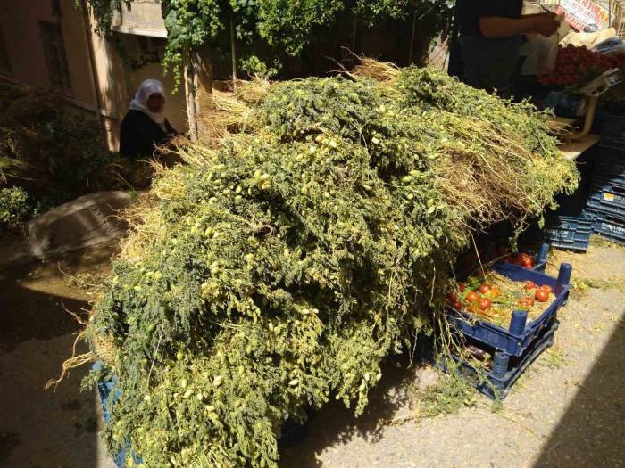 Yeşil Nohut Tezgahlarda Yerini Aldı