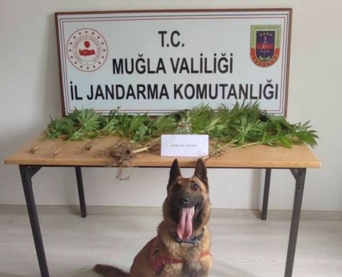 Muğla Jandarmasının Hassas Burunları Uyuşturucuya Geçit Vermedi