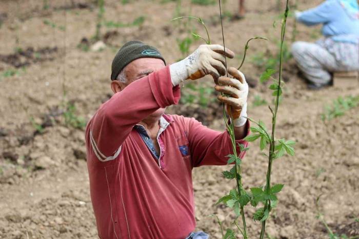 Şerbetçiotu Tarlalarında Hummalı Çalışma Sürüyor