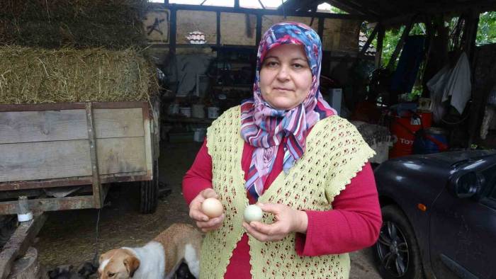 Bu Tavuklar Yüksek Proteinli Mavi Yumurtluyor