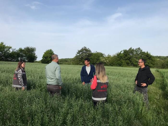 Yerli Yulaf Çeşitleri İncelendi