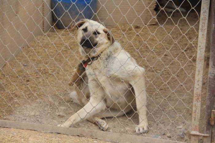 Uzman Kangal Yetiştiricisi Uyardı: “yaz Aylarında Bu Belirtilere Dikkat”