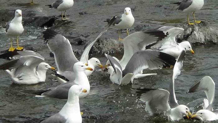 Martıların İnci Kefali Kavgası