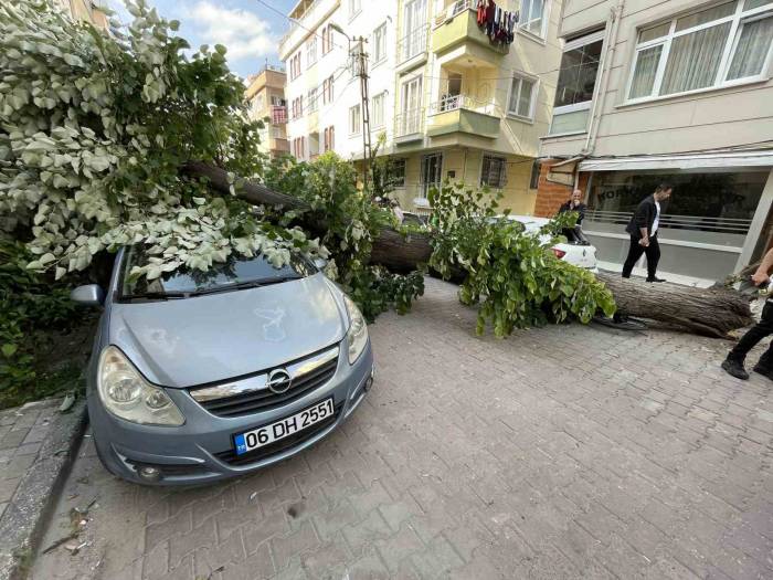 Avcılar’da Ihlamur Ağacı Araçların Üzerine Devrildi, Vatandaşlar Dakikalarla Kurtuldu