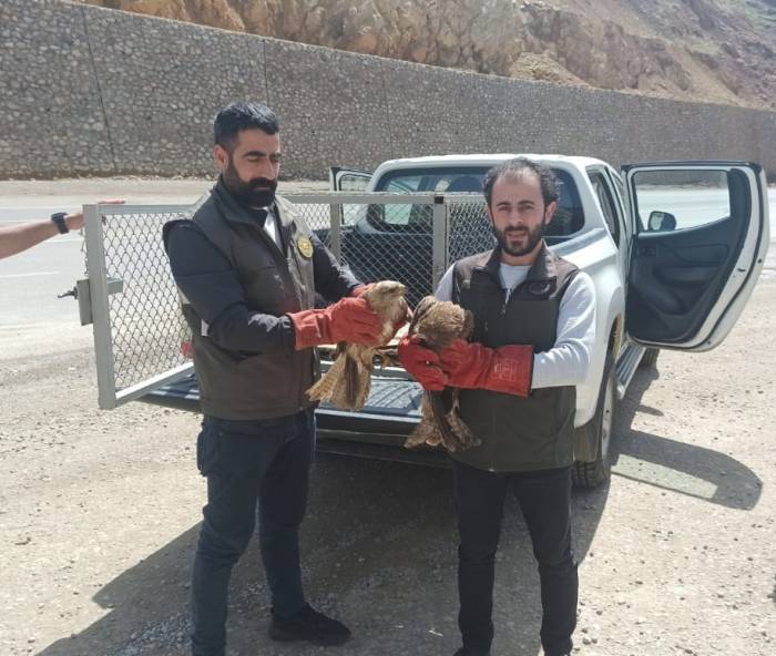 Bingöl’de Yaralı Bulunan Akbaba Ve Su Şahinleri Tedavi Altına Alındı