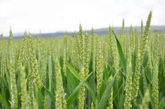 Yağışlar Arpada Ve Buğday Üreticilerinin Yüzünü Güldürdü