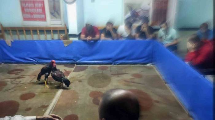 Diyarbakır’da Dernekte Horoz Dövüşü Baskını: 117 Bin Lira Para Cezası Kesildi