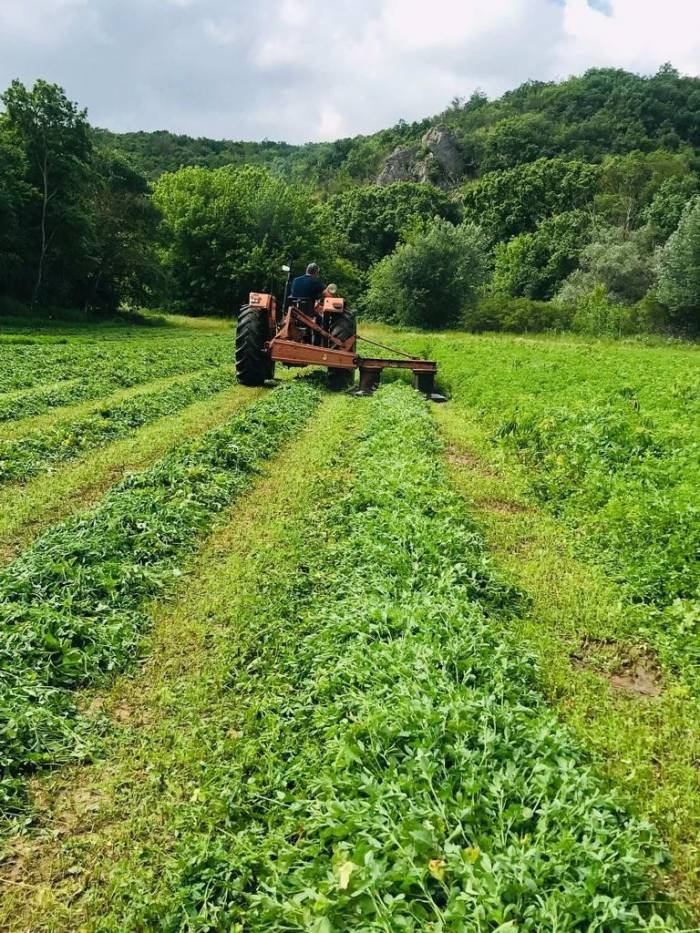 Edirne’de Tarlaya Kenevir Eken 1 Kişi Yakalandı