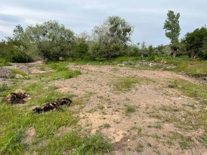 Elazığ’da Ağıla Giren Kurt Sürüsü, 21 Koyunu Telef Etti