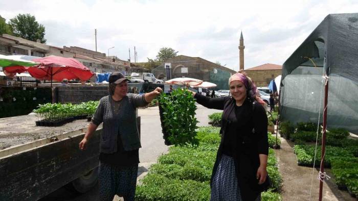 Havaların Isınması Fide Satışlarına Yaradı