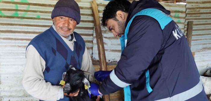 Hisarcık’ta Veba Aşılaması Ve Küpeleme Çalışması