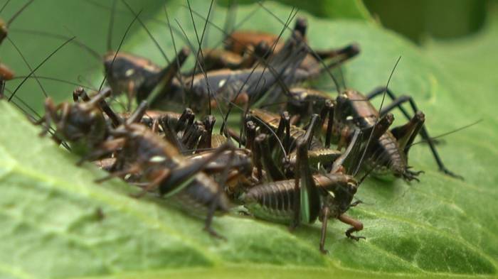 Muş’ta Çekirge Alarmı