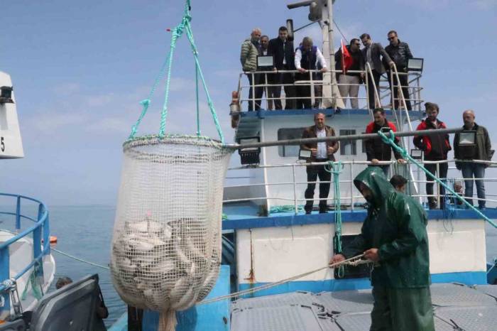 Samsun’da Türk Somonu Hasadı Başladı