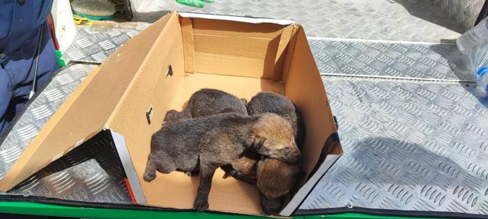 Sarıkamış’ta Bulunan Kurt Yavruları Emin Ellerde