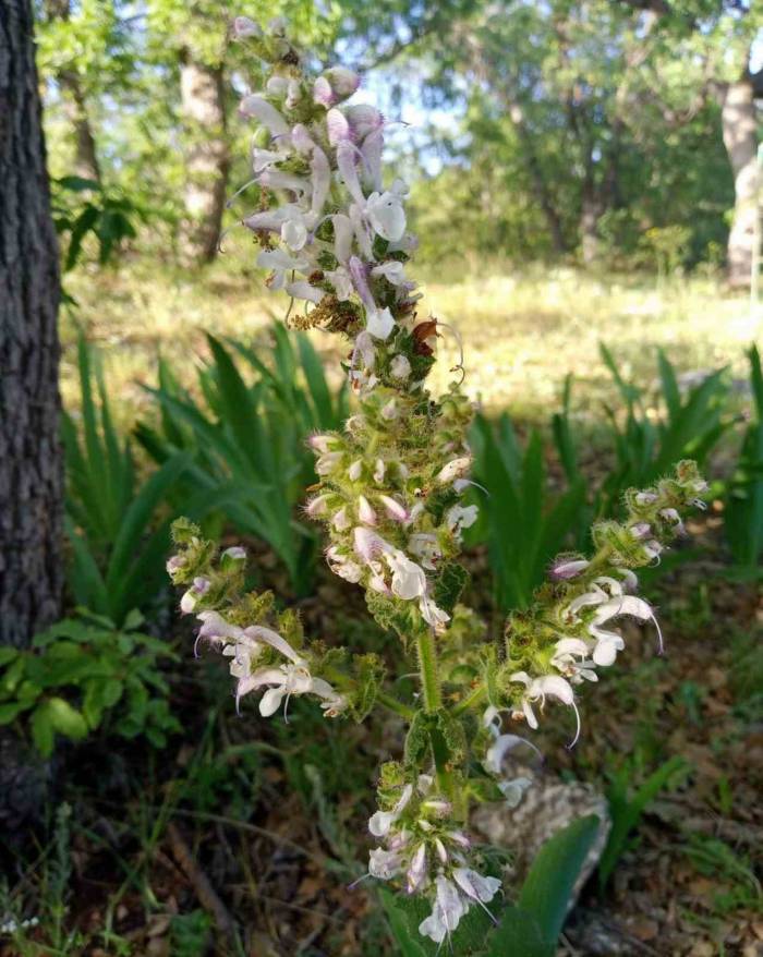 Siirt’te Bu Çiçeğin Koparan Yandı: Cezası 244 Bin 315 Tl