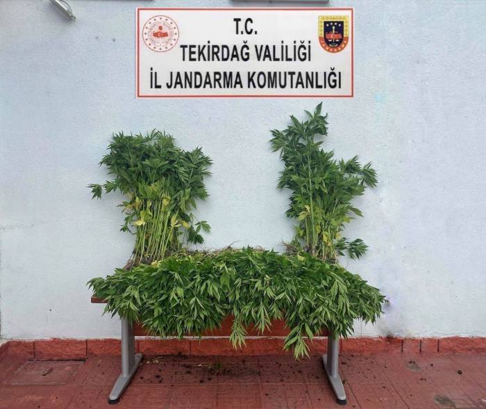 Tekirdağ’da Kenevir Operasyonu: 2 Gözaltı