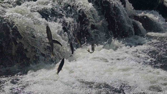 Uçan Balıkların Muhteşem Göç Yolculuğuna Susuzluk Engeli