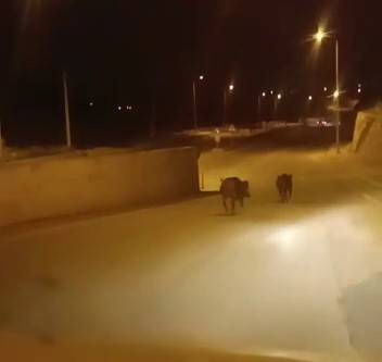 Domuzlar Şehir Merkezine İndi