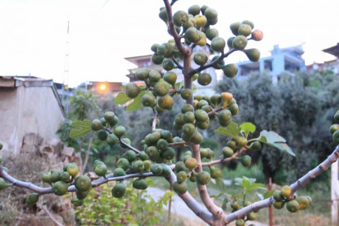 Aydın’da İlek Bereketi