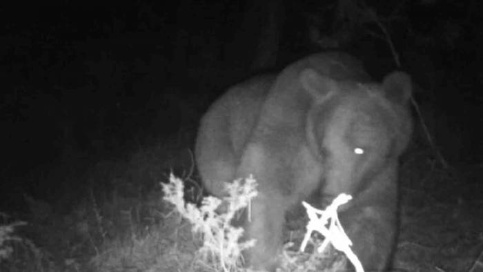 Çadırın Yanına Ayı Geldi, Korku Dolu Anlar Yaşandı: Davetsiz Misafir Kameraya Yansıdı