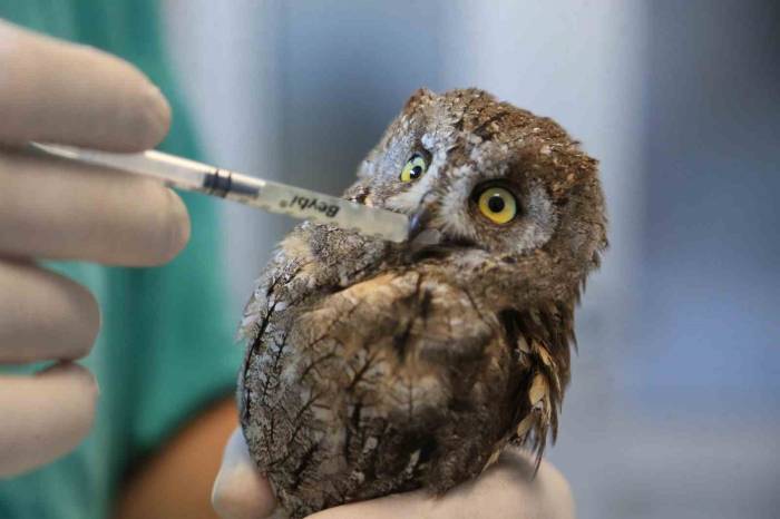 Veteriner Hekimin Bulduğu Yaralı Baykuş Hayata Tutundu