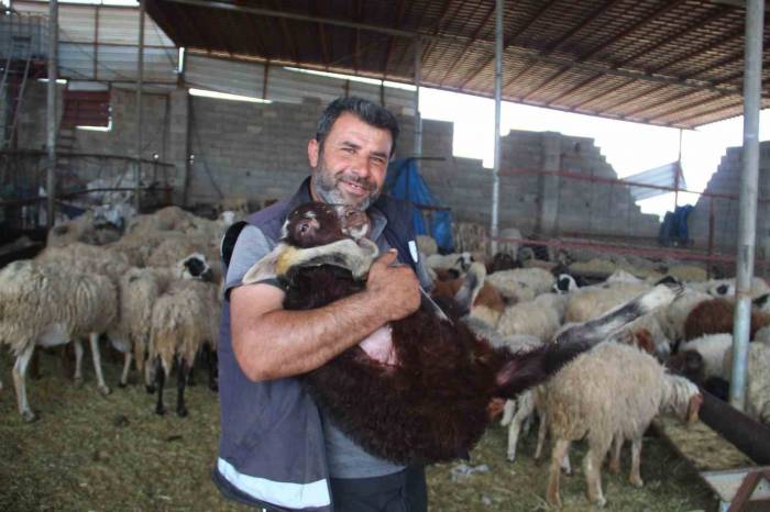 Telef Olan Hayvanlarının Yerine Yenisi Verilen Depremzede: "gel Koyununu Al Dediler, Şok Yaşadım"