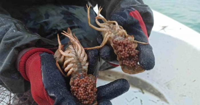 Eğirdir Gölünde 320 Adet Kerevit Sepetine El Konuldu