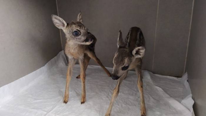 Vatandaşların Bulduğu Yavru Karacalar Koruma Altına Alındı