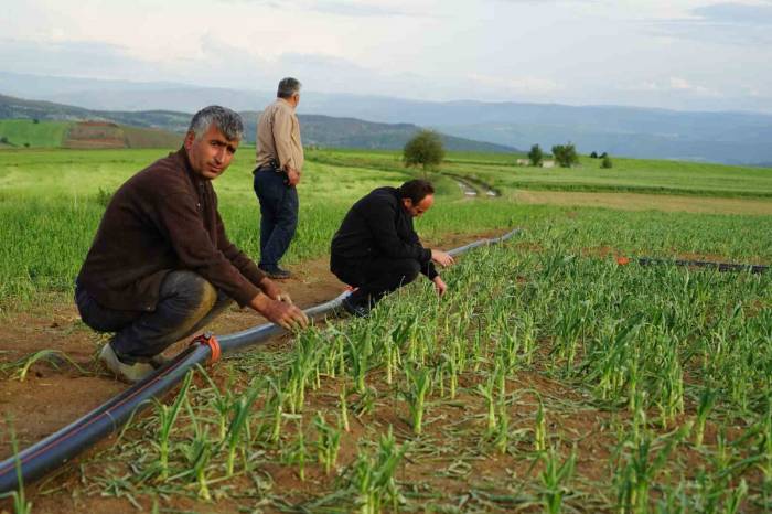 Dolu Yağışının Vurduğu Taşköprü Sarımsağı Tarlalarında Yüzde 50 Verim Kaybı Öngörülüyor