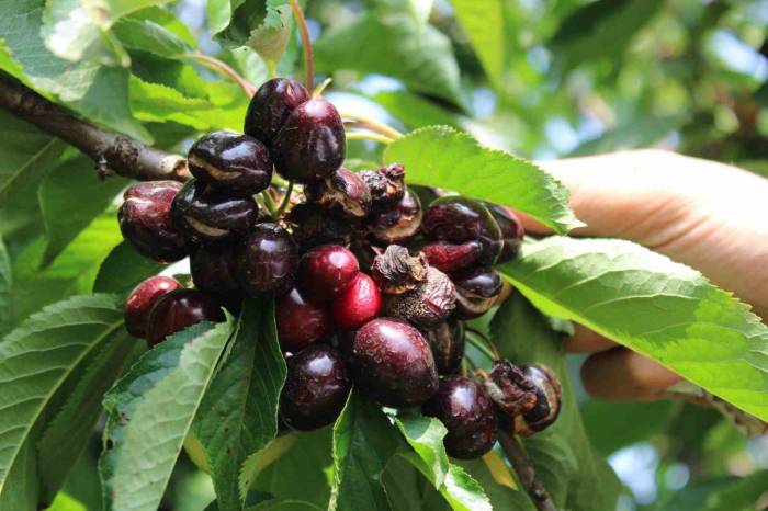 Erkenci Kirazları Yağmur Vurdu