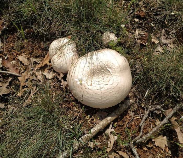 Kütahya’da Bir Süredir Etkili Olan Yağışlar Nedeniyle Mantar Bereketi Yaşanıyor