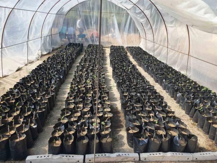 Nazilli Belediyesi Fidan Üretim Tesisi İle Milli Tarım Hamlesini Güçlendiriyor