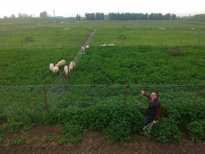 Akademisyenlerden Kaliteli Ve Ucuz Et Üretimi İçin Proje