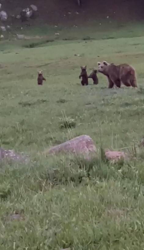 Sarıkamış’ta Boz Ayı Ailesi Görüntülendi