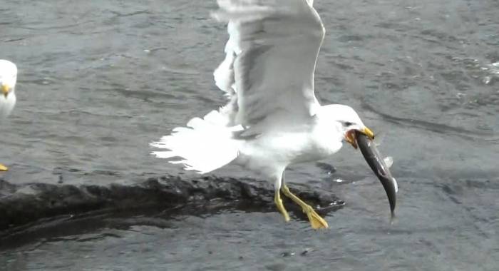 Sakat Martının Yaşam Mücadelesi