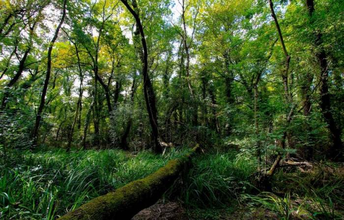 Samsun Yüzölçümünün Yüzde 7,08’i Korunuyor