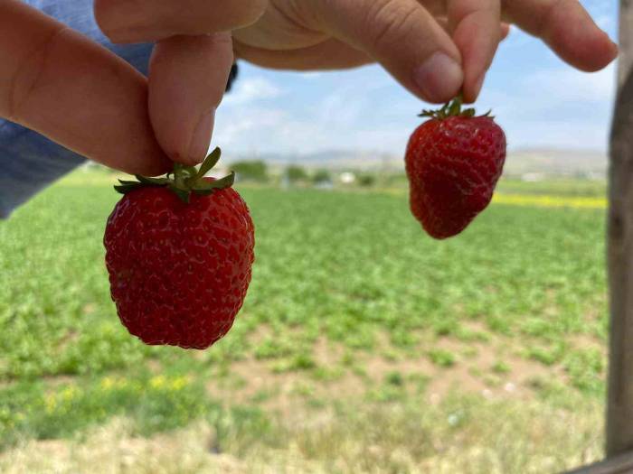Ana Yolda Araçları Durduran Lezzet: Kuyulu Çileği Görücüye Çıktı