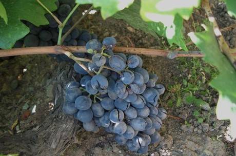 “bağ Küllemesi Hastalıkları” Yüzde 90 Verim Kaybına Yol Açabilir