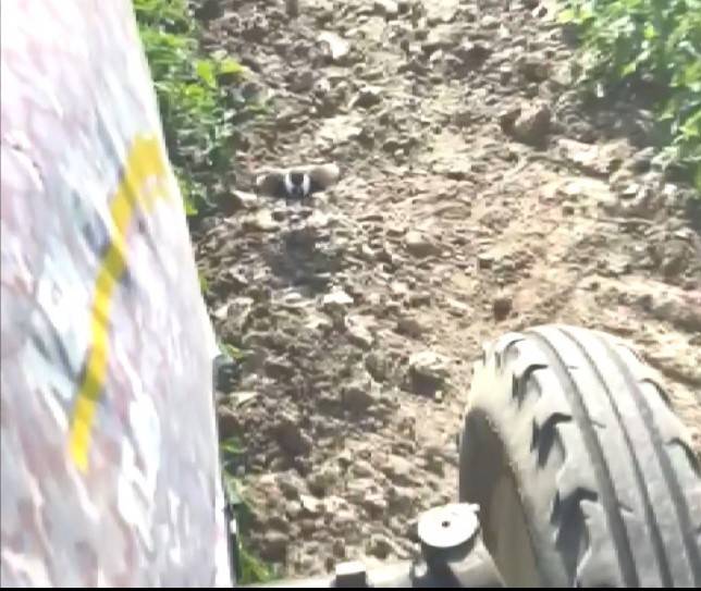 Çiftçinin Görüntülediği Mahmuzlu Kızkuşu İzleyenleri Duygulandırdı