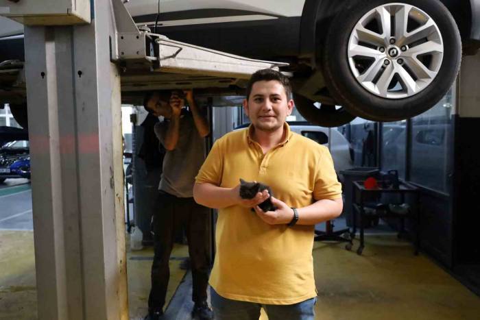 Genç Öğretmen Otomobiline Sıkışan Yavru Kediyi Sahiplendi