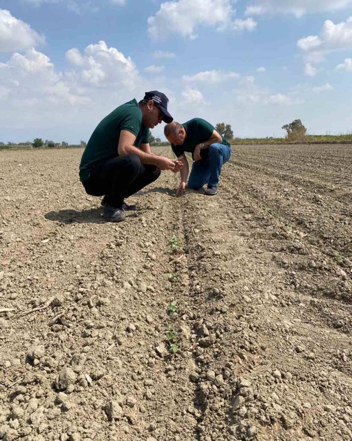 Aydın’da ‘beyaz Altın’ İçin Sahaya İndiler