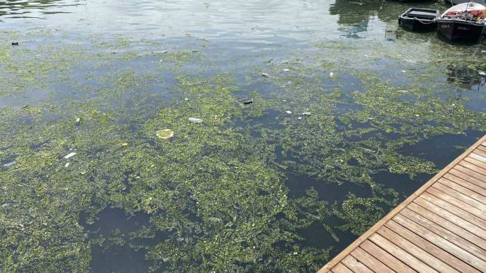 Limanı Çöplüğe Çevirdiler