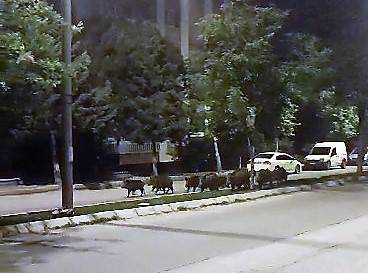 Domuz Sürüsünün Akşam Gezintisi Kameraya Takıldı