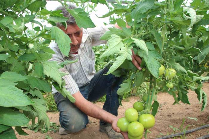 Türkiye’nin Domates İhtiyacının Yüzde 30’u Bu Bölgeden Sağlanacak