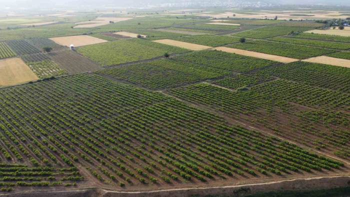 Hatay’da Depremzede Üreticiler Üzüm Yaprağı Mesaisinde