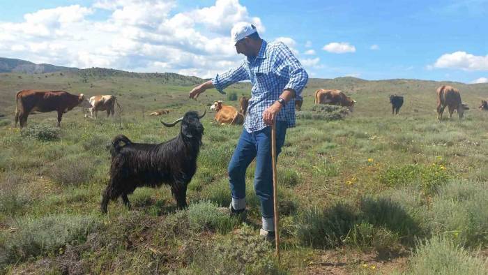 Sahibinin Komutunu Dinleyen Keçi, Sahibinden Biran Olsun Ayrılmıyor