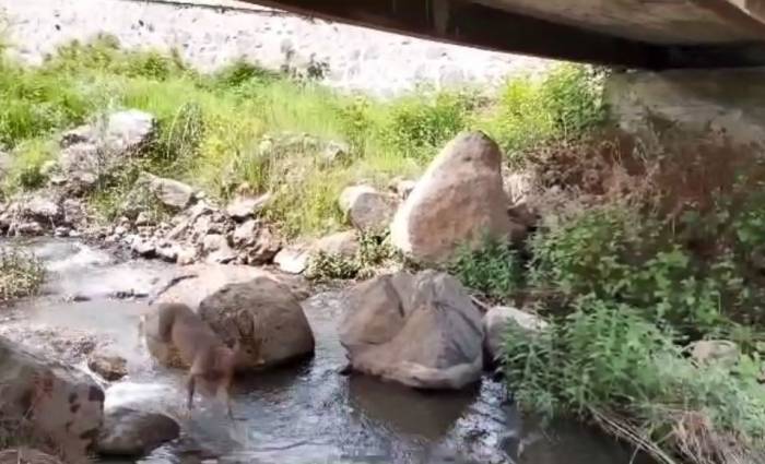 Artvin’de Yerleşim Yerlerine İnen Karacalar Görüntülendi